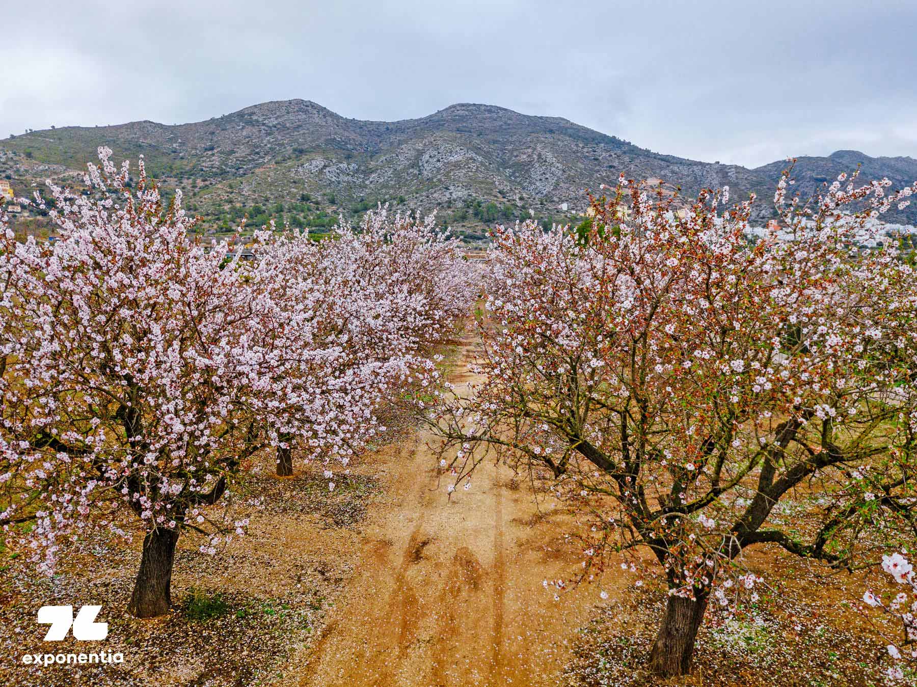 What if agricultural companies could know the demand for their products in advance?